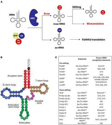 The role of tRNA identity elements in aminoacyl-tRNA editing